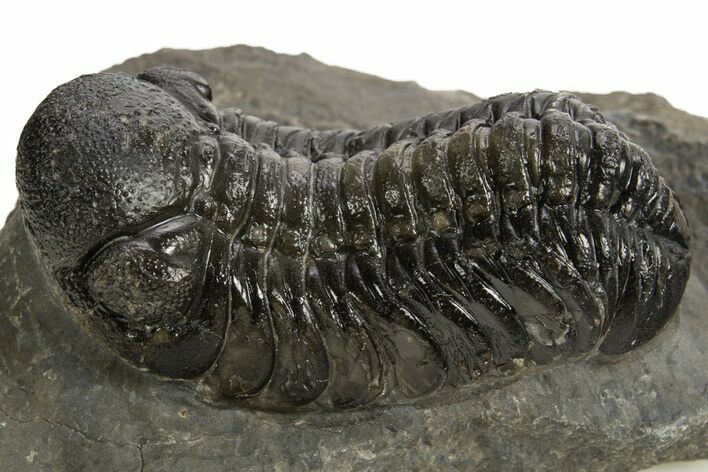 Detailed Austerops Trilobite - Ofaten, Morocco #325980